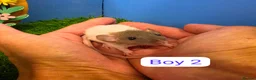 Rat rodents for sale: Baby Dwarf Rats 6 Weeks Old Boys Girls Available  - Advert 3