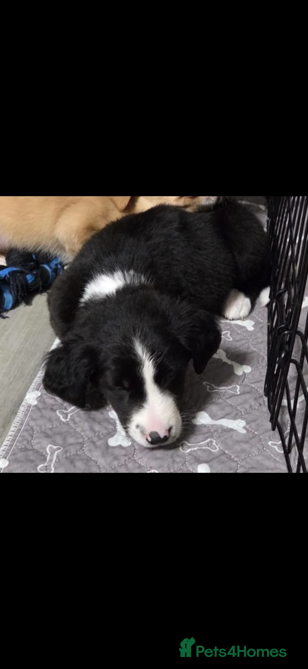 Mixed Breed dogs for sale: labrador x sprollie  - Advert 1