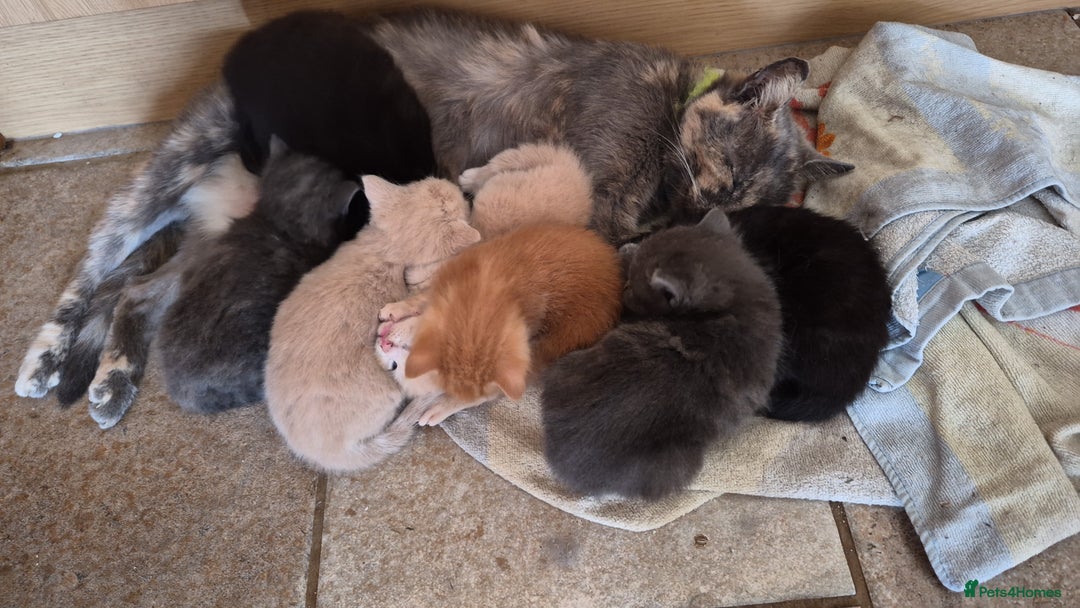 Mixed Breed cats for sale: Stunning kittens, blues, dilute gingers and blacks - Image 4