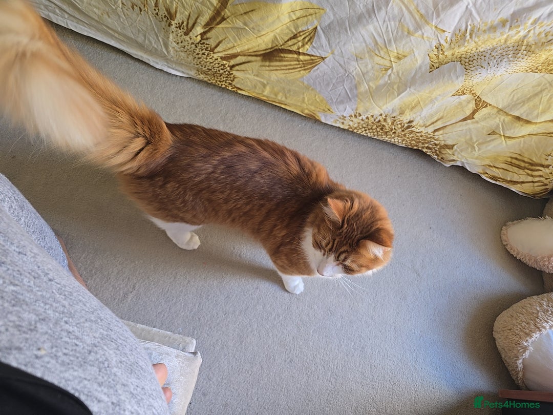 Mixed Breed cats for sale: Simba ginger mixed breed  - Image 5