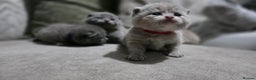 British Shorthair cats for sale: ** LAST ONE LEFT BLUE MALE British Shorthair ** - Advert 15