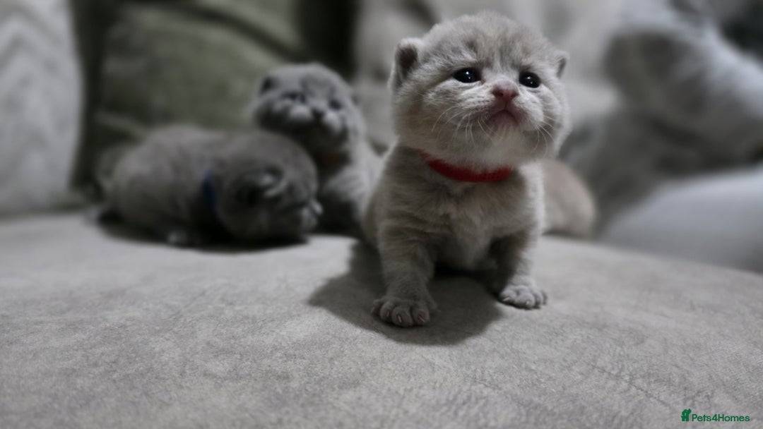 British Shorthair cats for sale: ** LAST ONE LEFT BLUE MALE British Shorthair ** - Advert 15