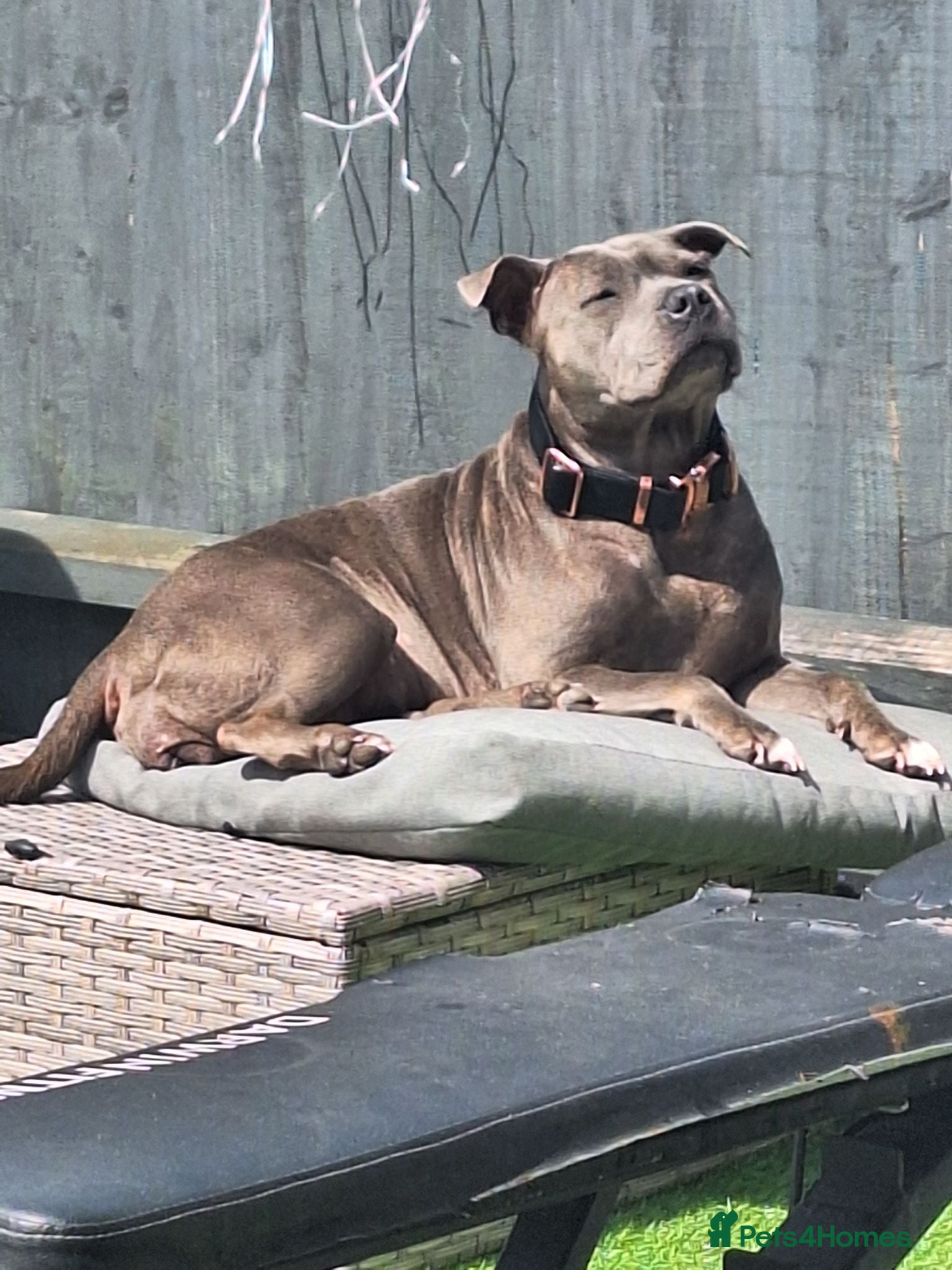 Staffordshire Bull Terrier dogs Blue or black beautifu Staffordshire ball terrier  - Advert 13