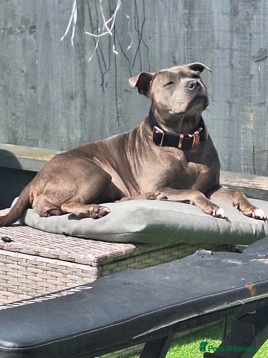 Staffordshire Bull Terrier dogs for sale: Staffordshire ball terrier black brindle female - Advert 1