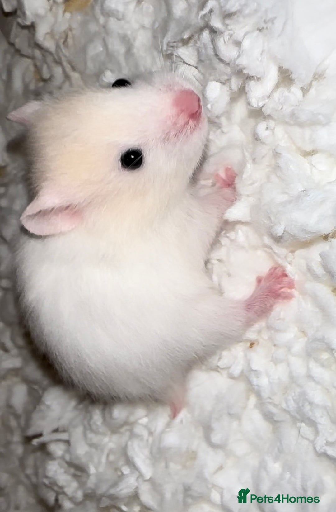 Hamster rodents for sale: Baby hamster - Image 14