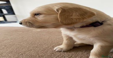 Golden Retriever dogs - Advert 3
