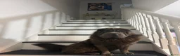 Shar Pei dogs for sale: Top quality champion shar pei for sale - Advert 7