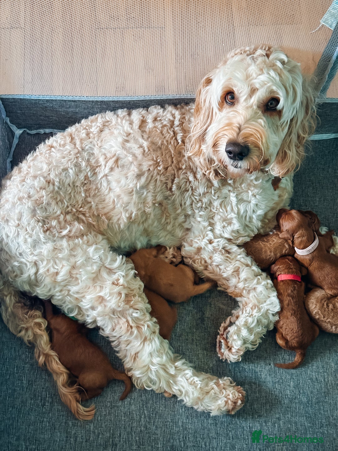 Labradoodle dogs for sale: F2B Labradoodle Puppies – Red & Apricot - Advert 2