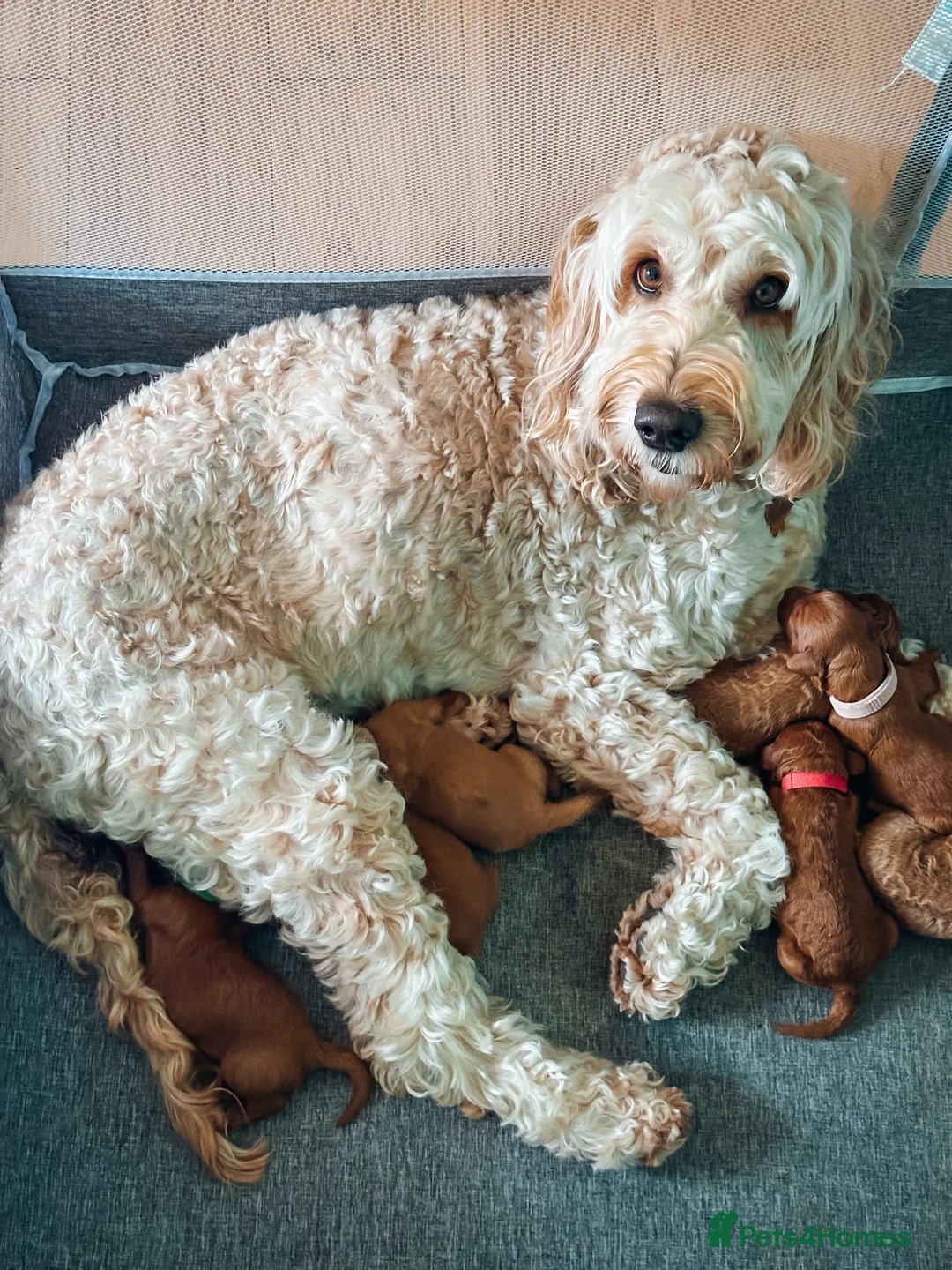 Labradoodle dogs for sale: LAST FEW PUPS - F2B Labradoodle Puppies - Advert 3