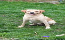 Labrador Retriever dogs for sale: Bailey Golden Labrador - Image 1