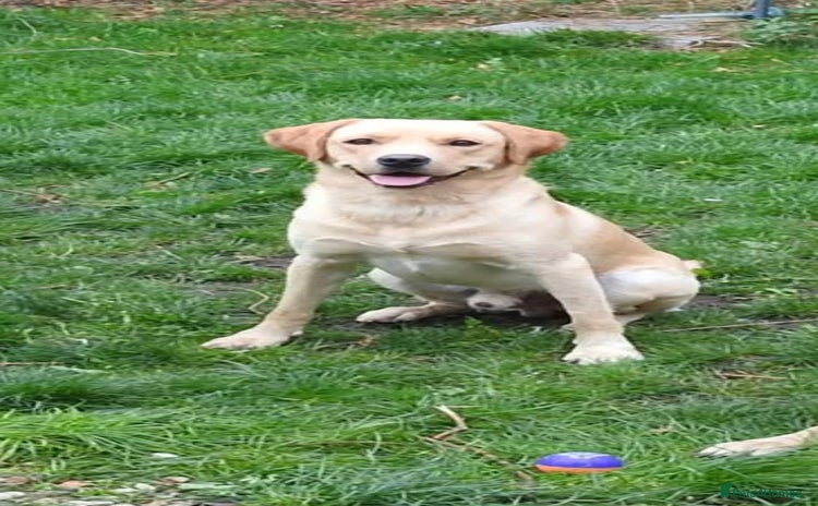Labrador Retriever dogs - Advert 1