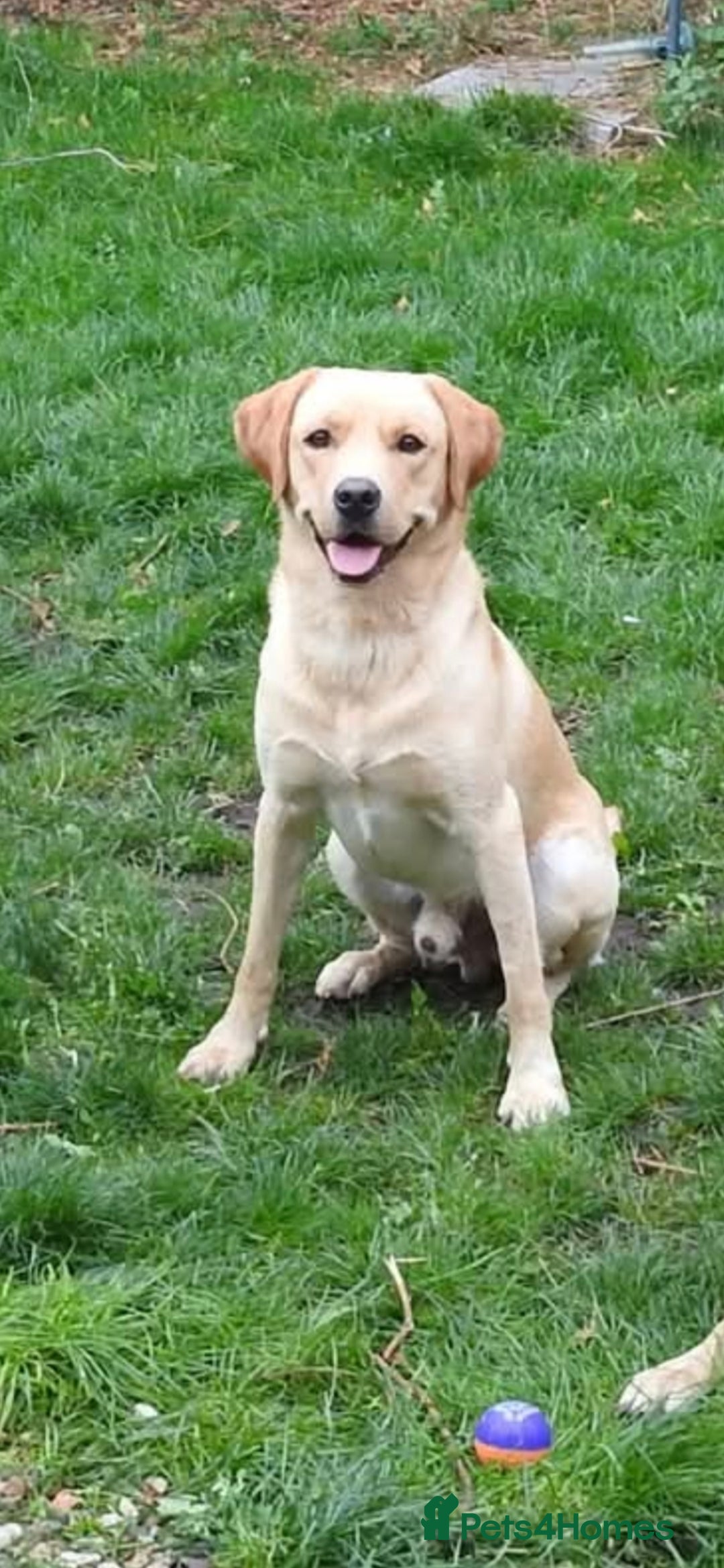 Labrador Retriever dogs for sale: Bailey Golden Labrador - Image 1