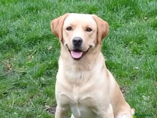 Labrador Retriever dogs - Advert 32