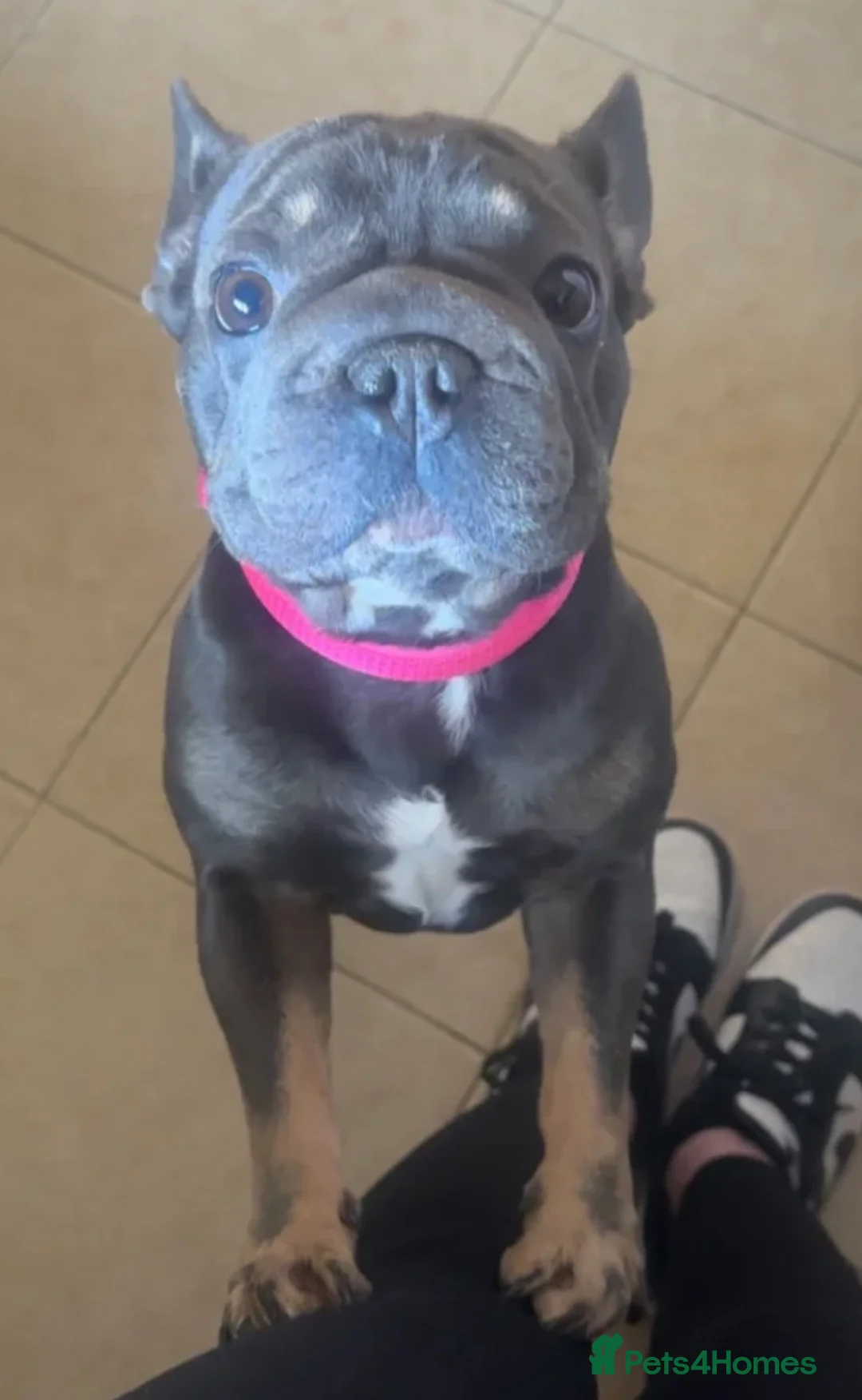 French Bulldog dogs for sale: French Bulldog 2years old - Advert 2