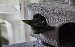 British Shorthair cats for sale: Playful girl - Image 7
