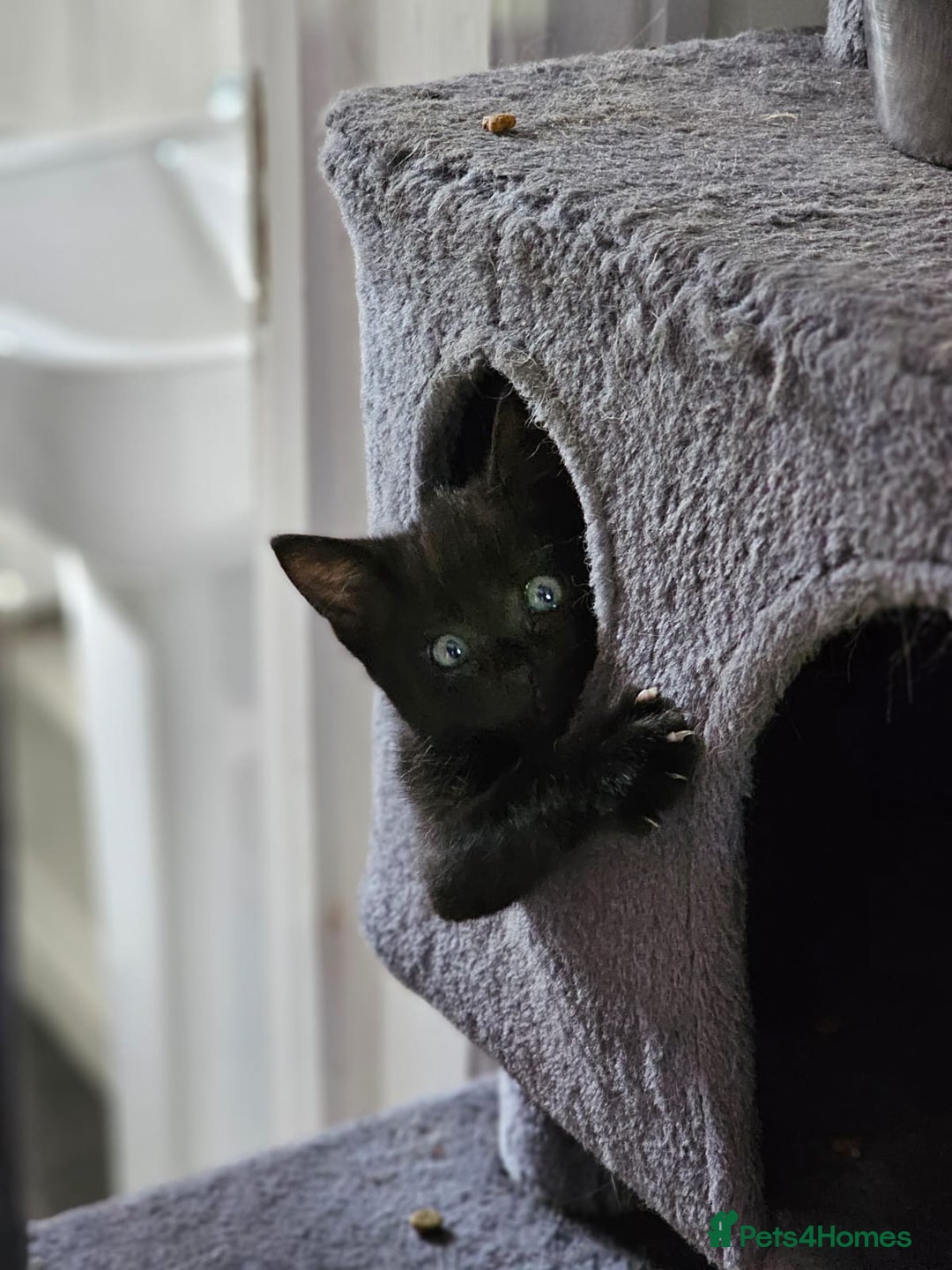 British Shorthair cats for sale: Playful girl - Image 7