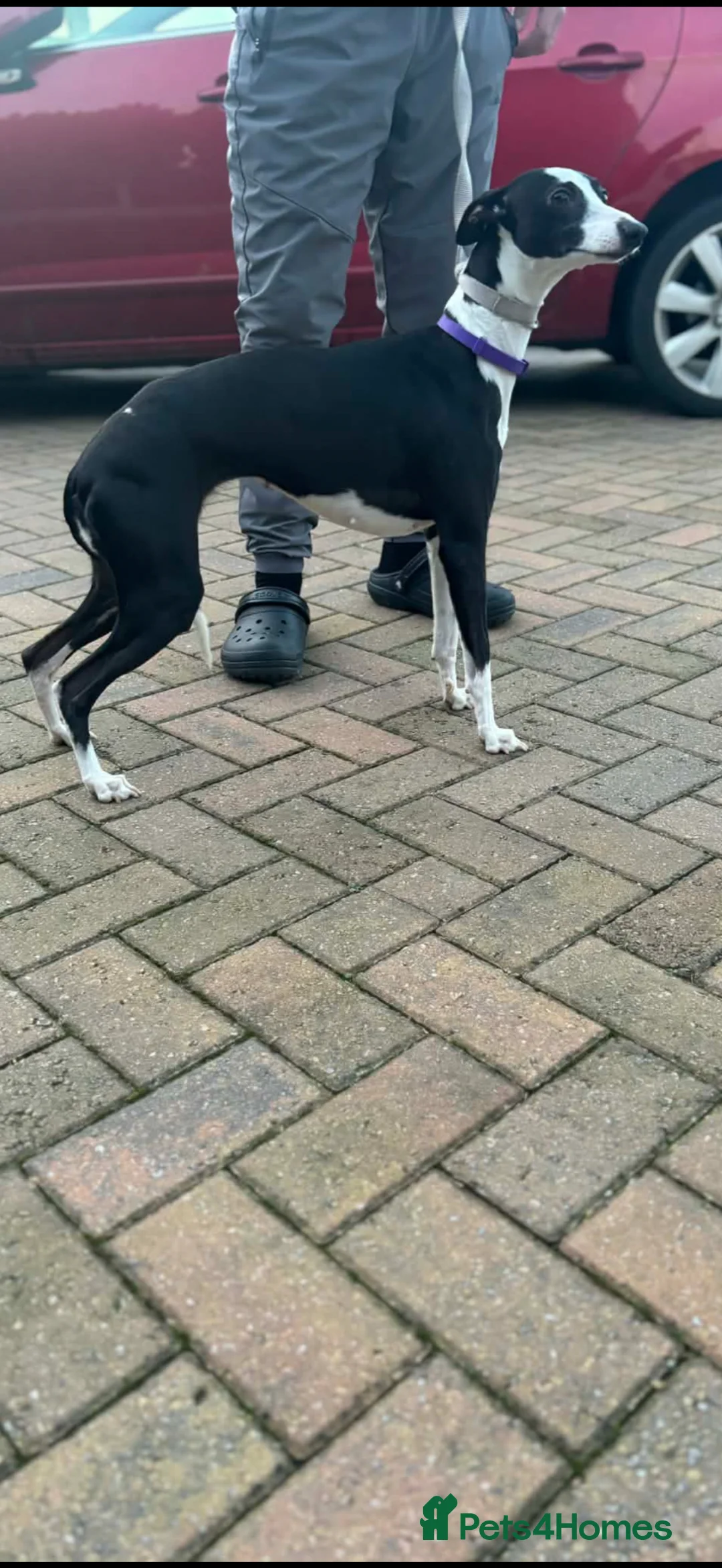 Whippet dogs for sale: Whippet pups - Advert 2