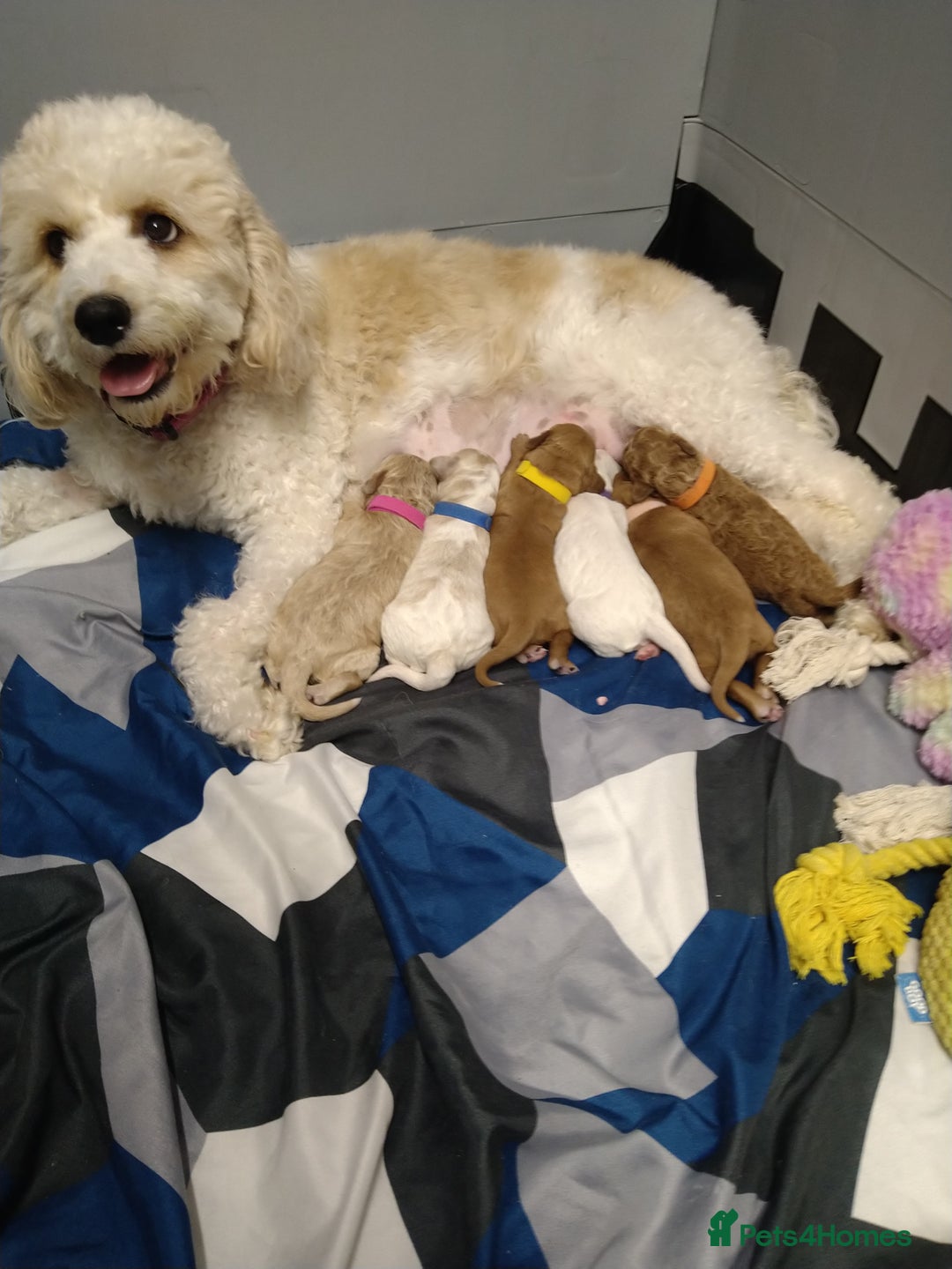 Mixed Breed dogs for sale: Beautiful female available ready to leave 1st nov - Image 11