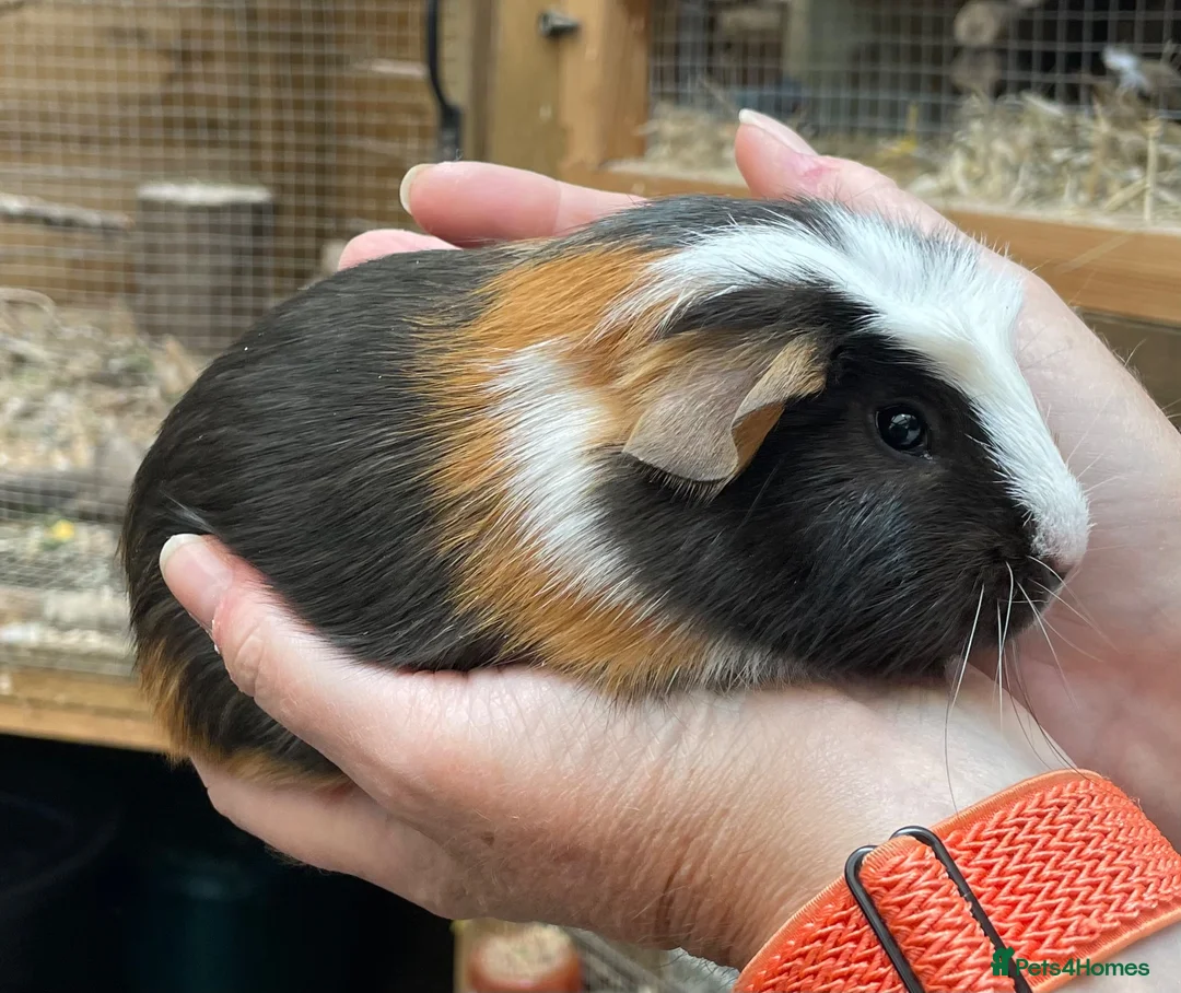 Guinea Pig rodents for sale: Lovely baby guinea pig boys - Advert 2