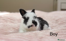 Angora rabbits for sale: Angora X bunny rabbits  - Image 7