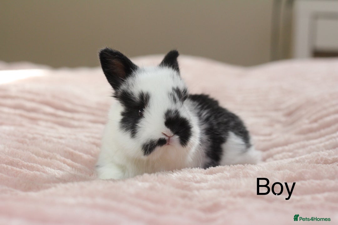 Angora rabbits for sale: Angora X bunny rabbits  - Image 7