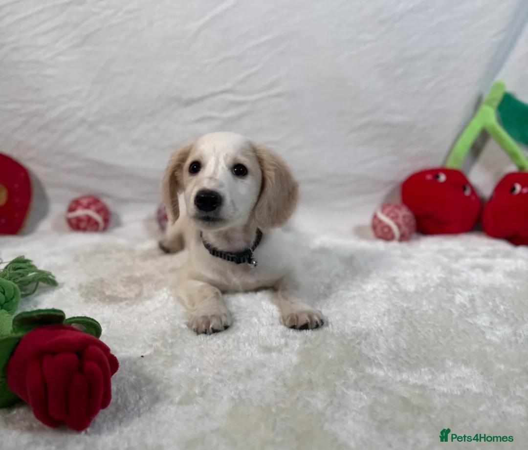 Miniature Dachshund dogs for sale: Miniature Dachshund Puppy🤎 - Advert 2