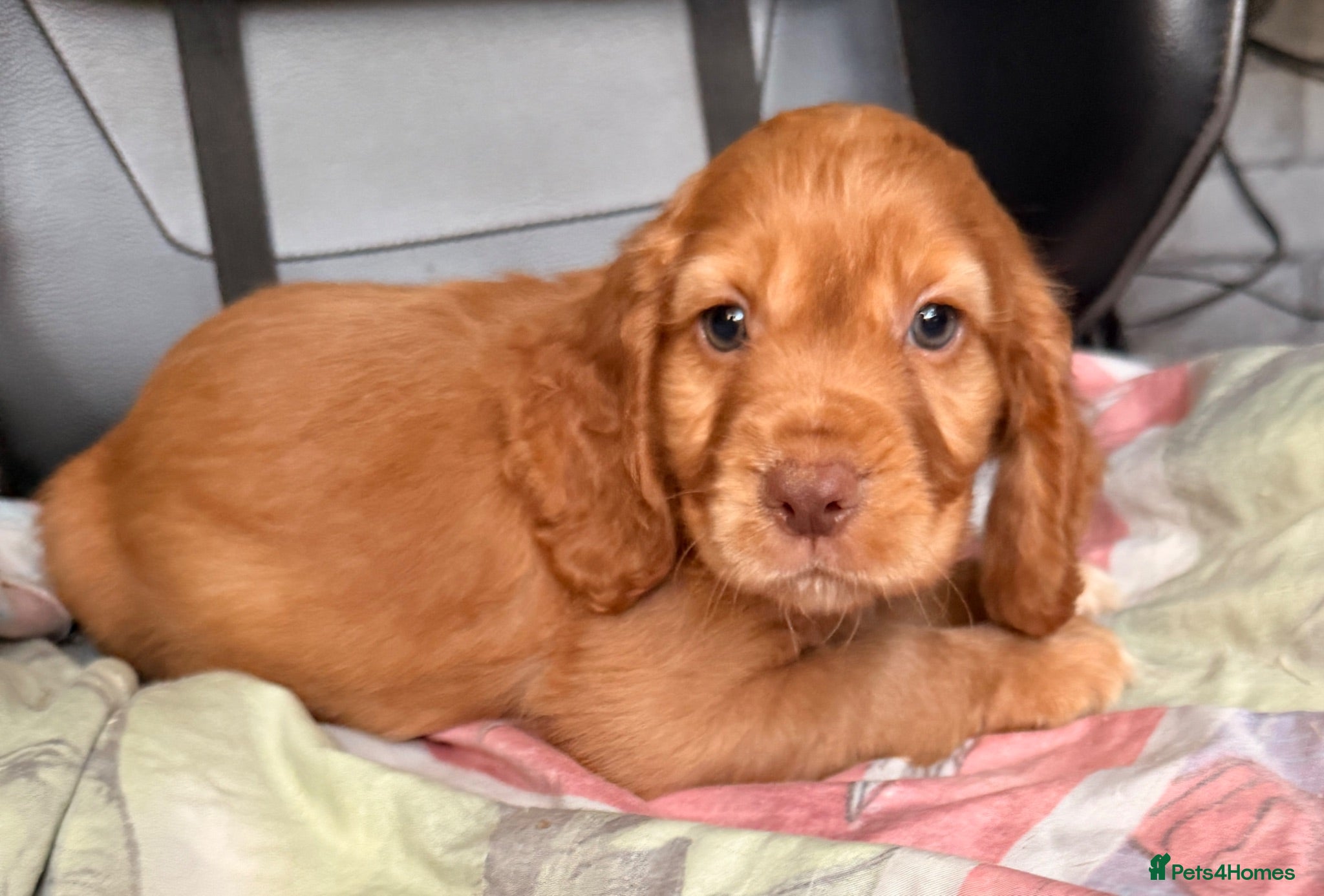 Cocker Spaniel dogs KC GOLDEN WORKING COCKERS HEALTH TESTED PARENTS !! - Advert 1