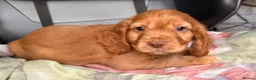 Cocker Spaniel dogs for sale: KC GOLDEN WORKING COCKERS HEALTH TESTED PARENTS !! - Advert 3
