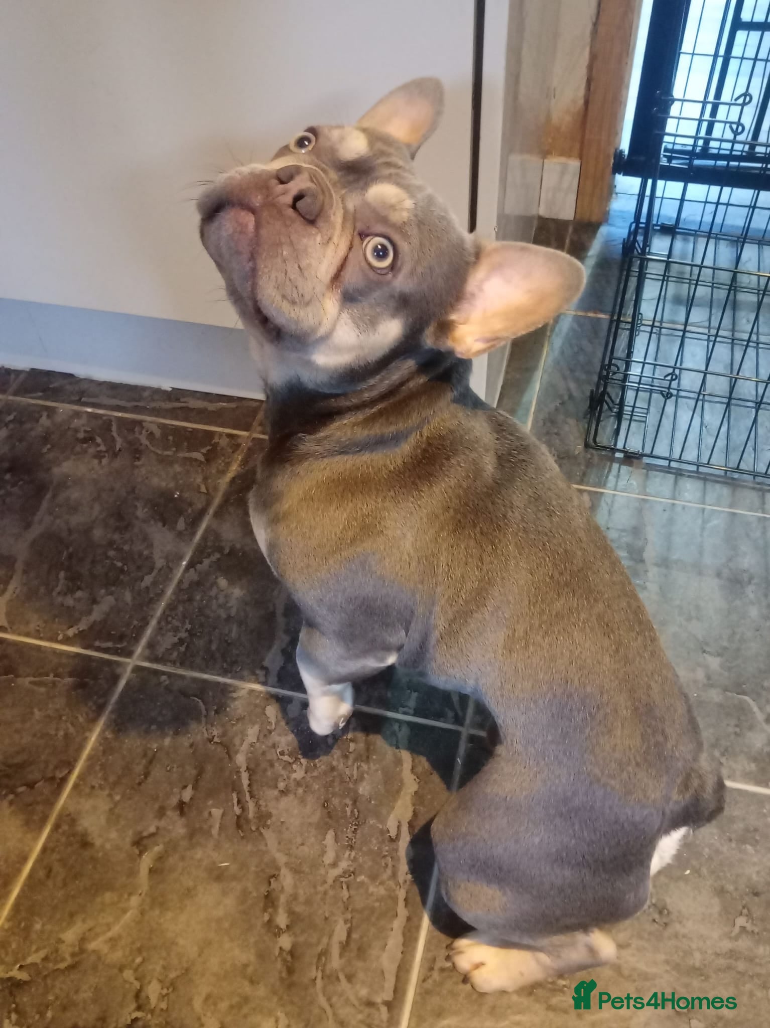 French Bulldog dogs Hugo french bulldog - Advert 2