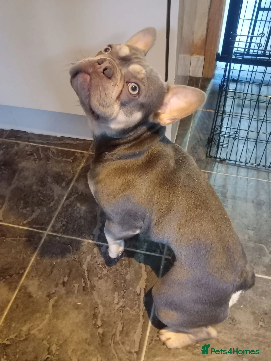 French Bulldog dogs for sale: Hugo french bulldog - Advert 1