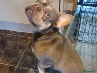 French Bulldog dogs Hugo french bulldog - Advert 1