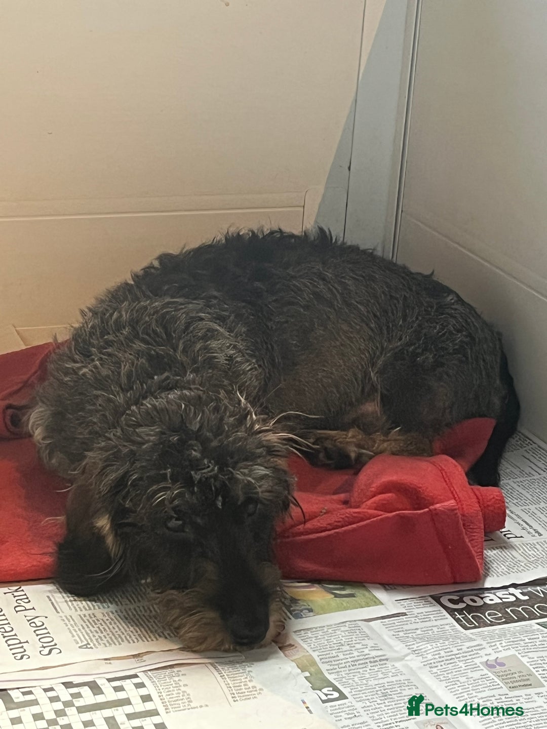 Dachshund dogs for sale: Kc Standard Wire Haired Dachshund Puppies - Image 3