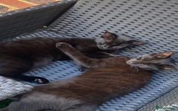 Domestic Shorthair cats for sale: 3 4 month old kittens available for pickup ASAP - Image 6