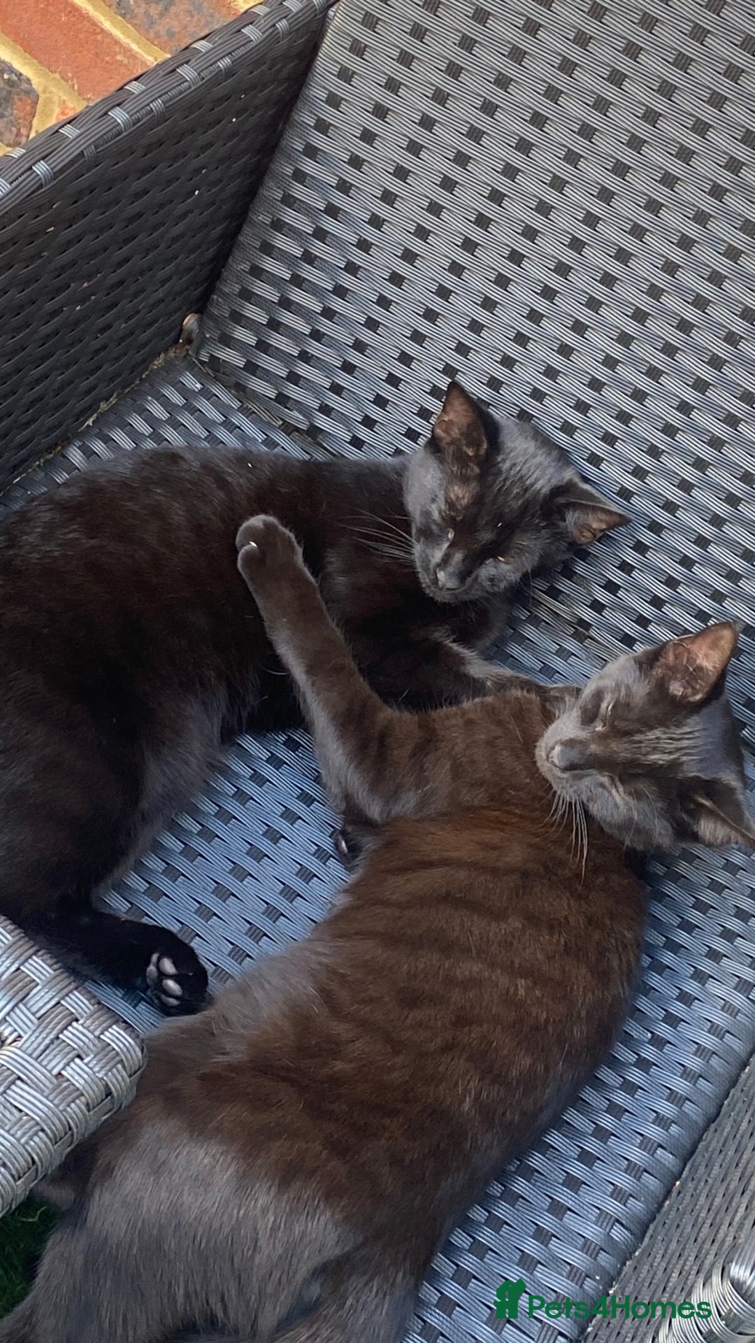 Domestic Shorthair cats for sale: 3 4 month old kittens available for pickup ASAP - Image 6