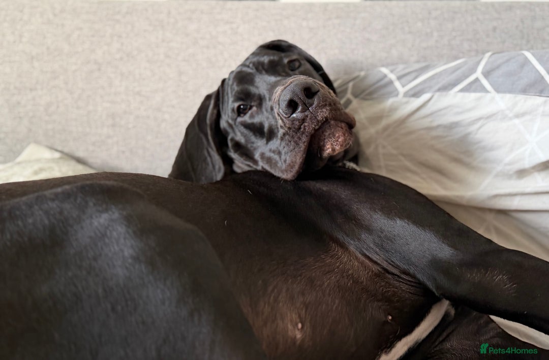 Great Dane dogs for sale: 8 Month Old Great Dane - Advert 7