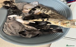 Domestic Shorthair cats for sale: Tuxedo and Tabby and White Kittens - Image 7