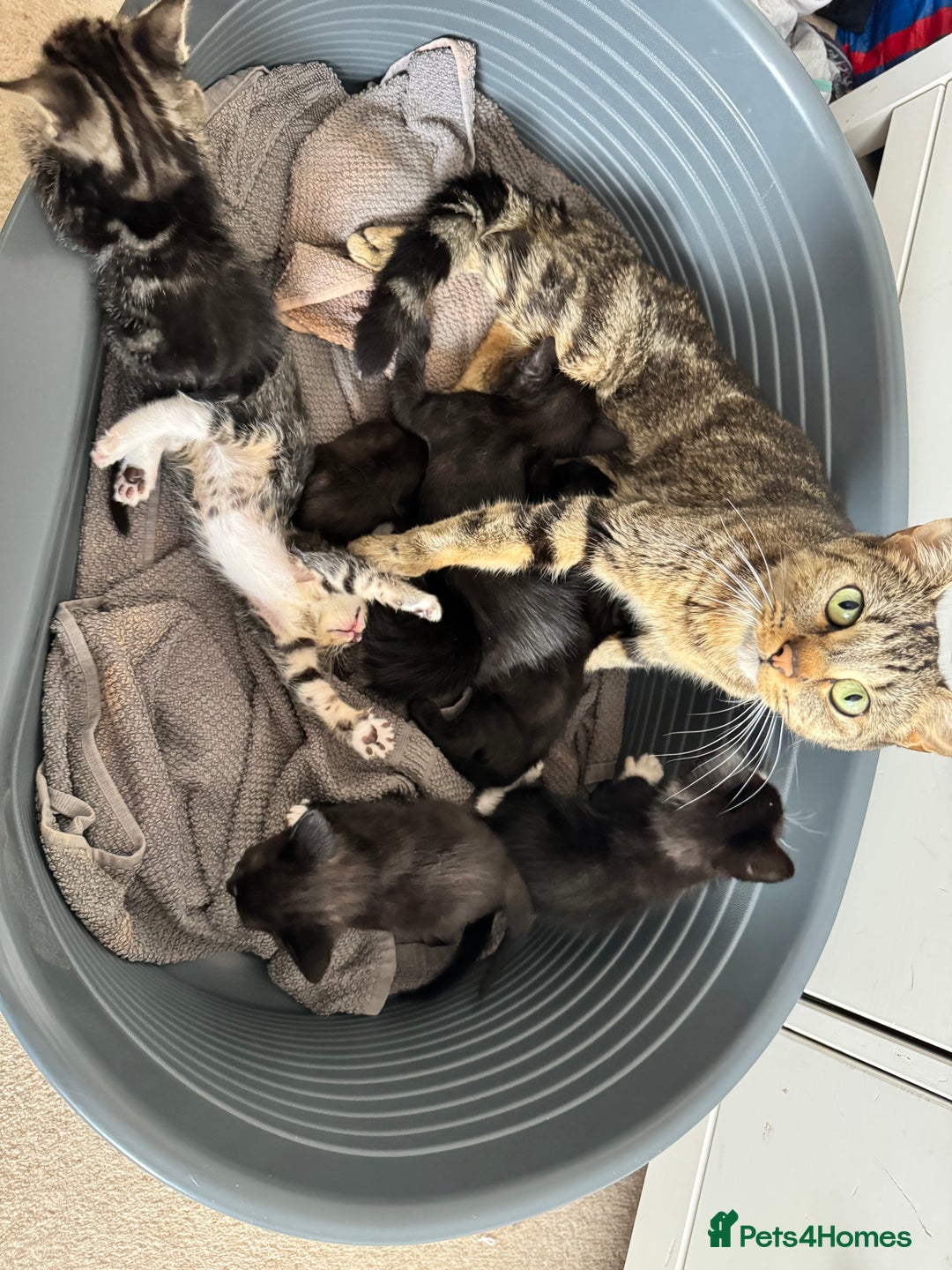 Domestic Shorthair cats for sale: Tuxedo and Tabby and White Kittens - Image 7