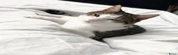 Domestic Shorthair cats for sale: Loving 8-Month Male Cat (Neutered/Vaccinated) - Advert 9