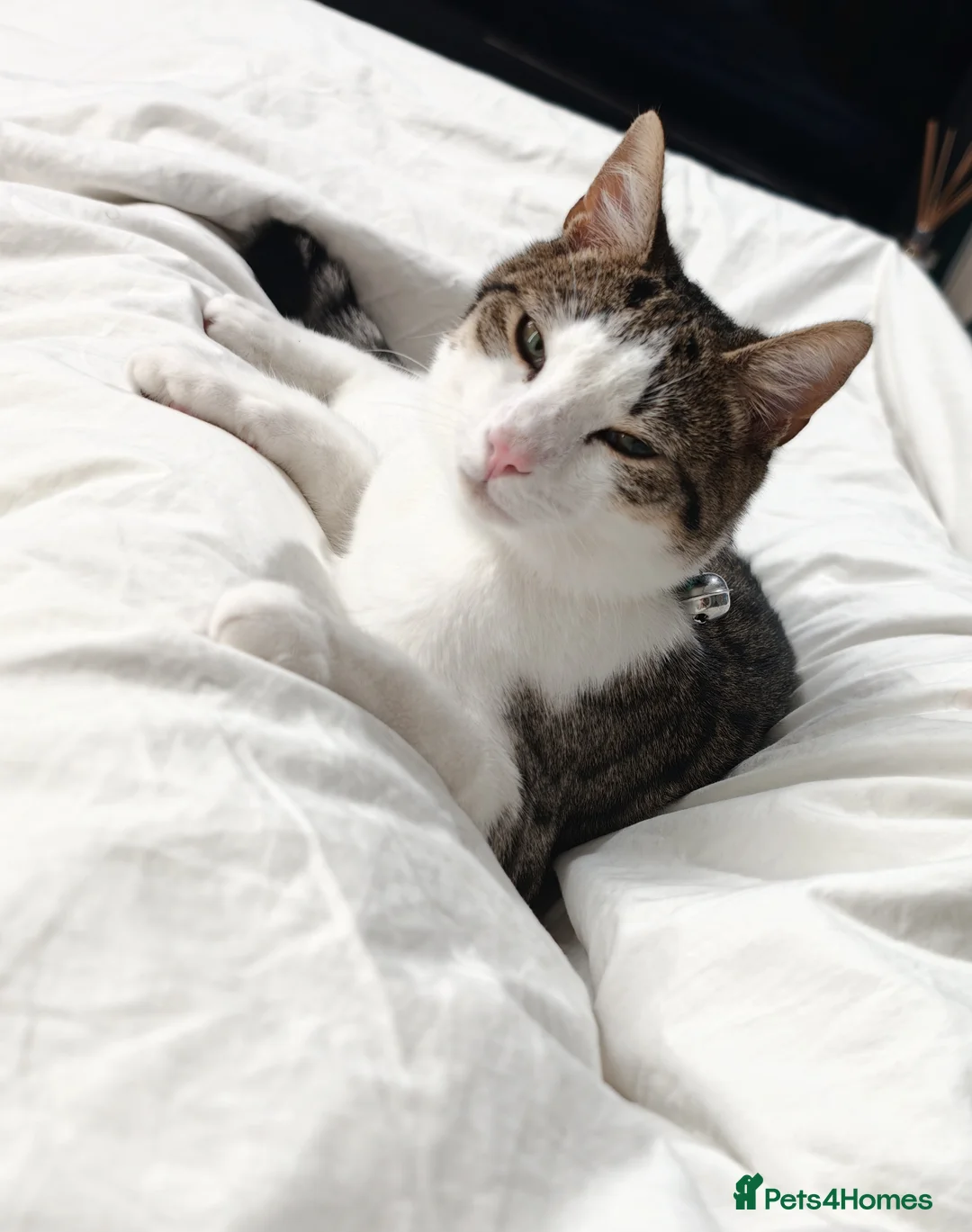 Domestic Shorthair cats for sale: Loving 8-Month Male Cat (Neutered/Vaccinated) - Advert 9