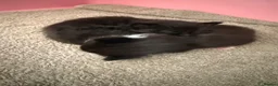 Domestic Shorthair cats for sale: 🩷🩵 5 Beautiful Kittens 🩷🩵 - Advert 4