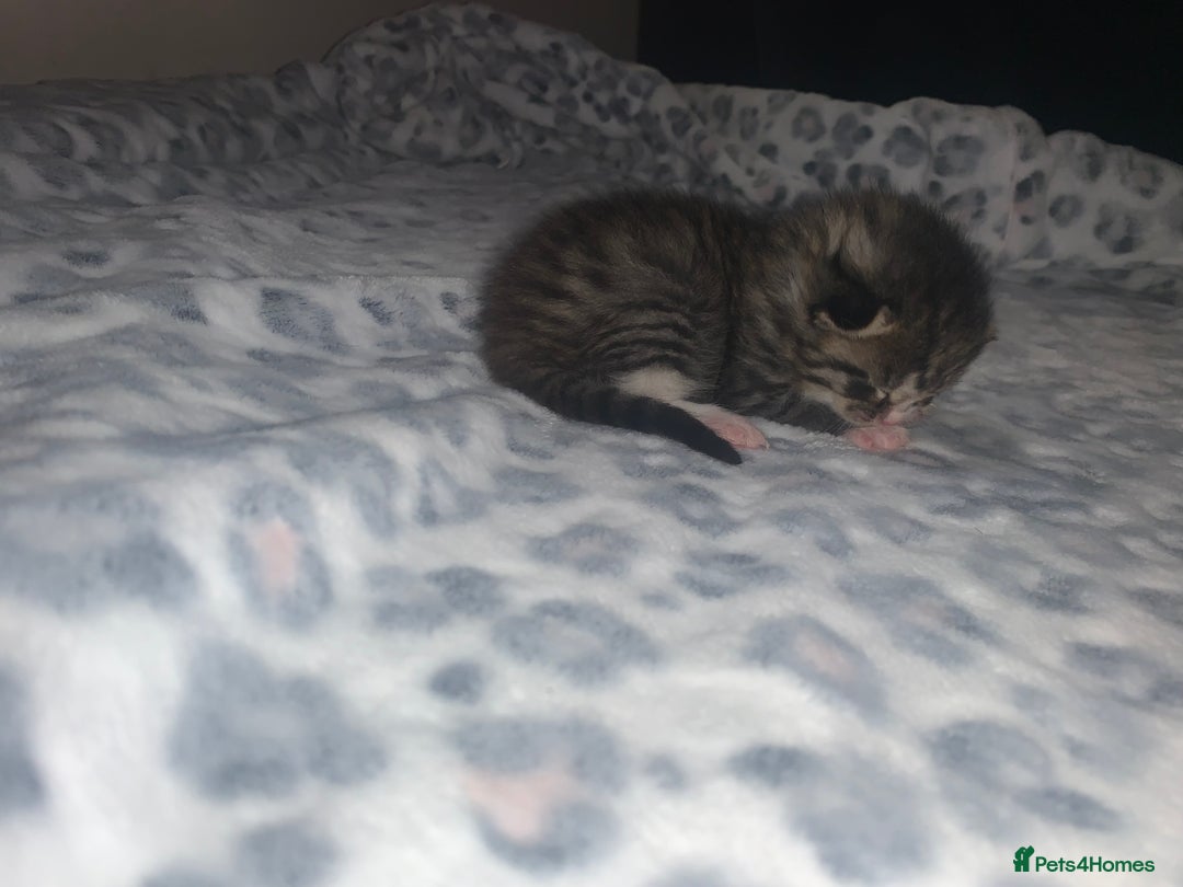 Mixed Breed cats for sale: Bright tabby’s and black kittens  - Advert 37