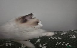 Ragdoll cats for sale: ‼️Purebred Ragdoll looking for a forever home‼️ - Image 2