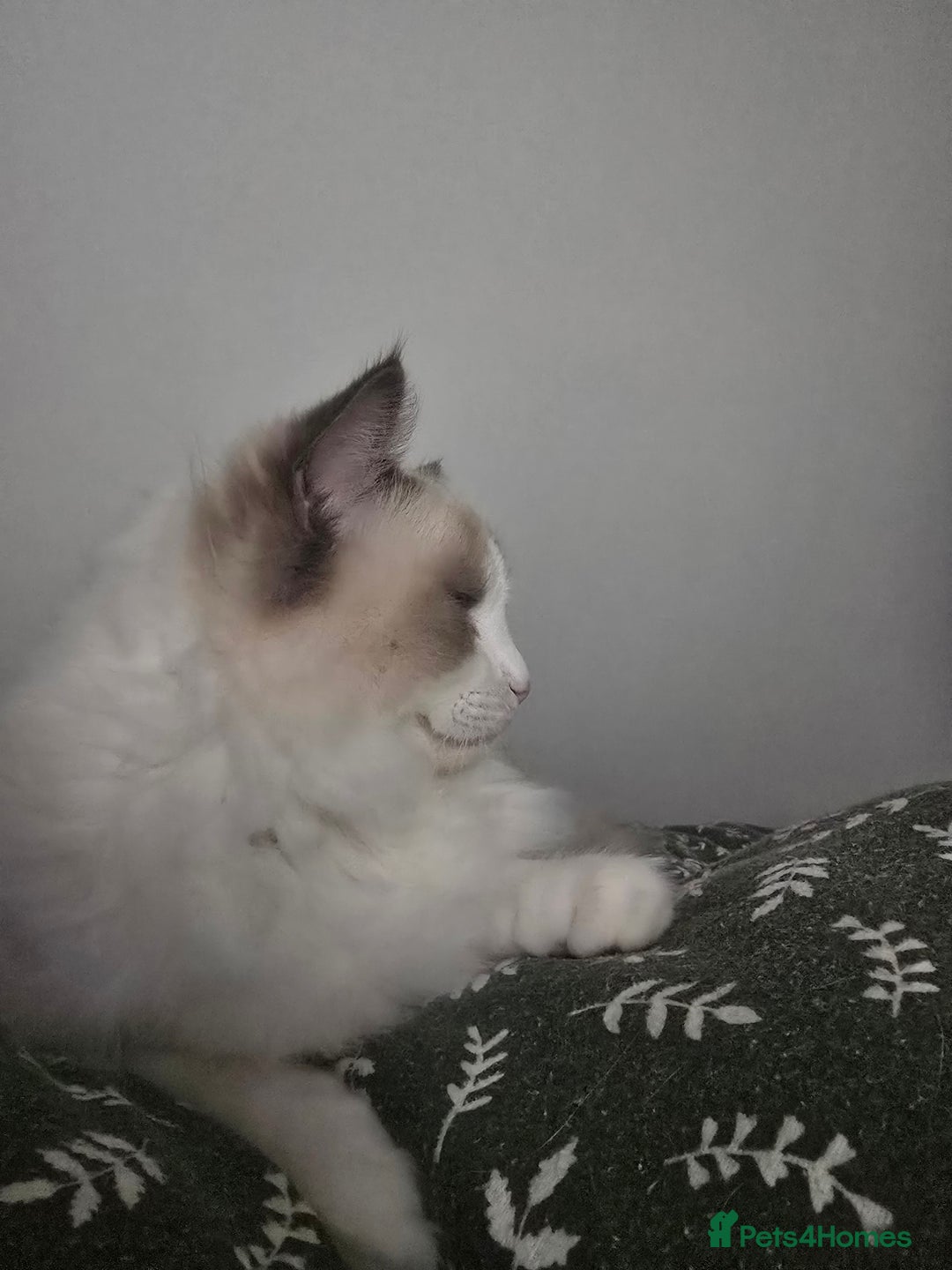 Ragdoll cats for sale: ‼️Purebred Ragdoll looking for a forever home‼️ - Image 2