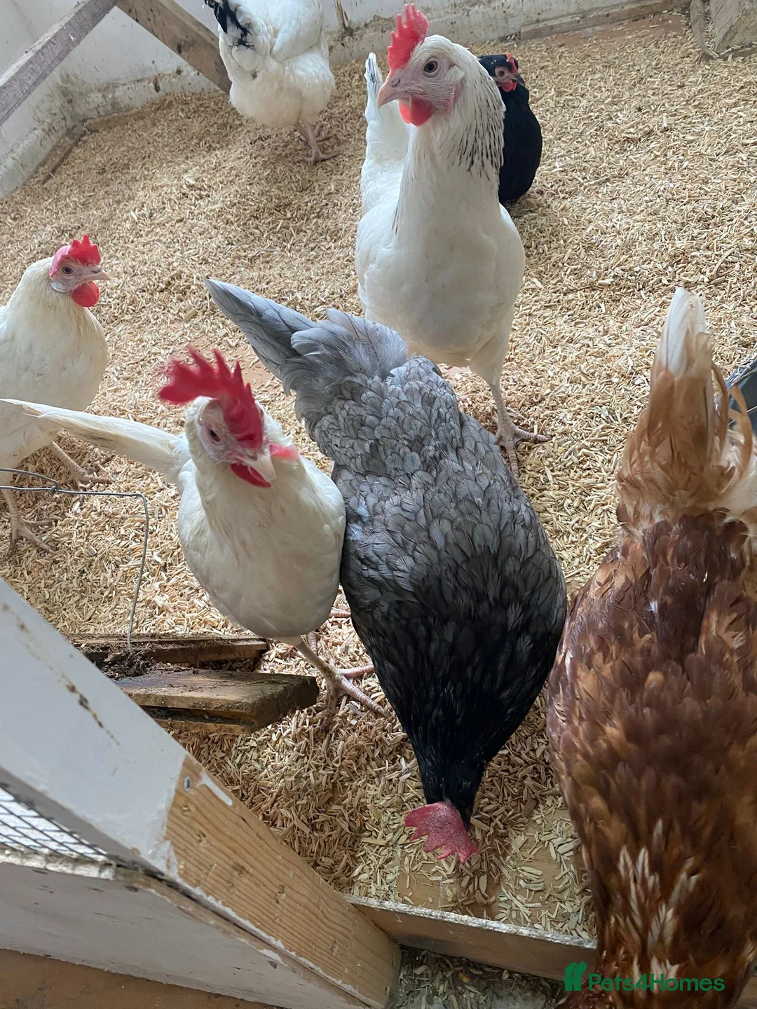 Chickens poultry for sale: For Sale Beautiful Chickens in Liverpool - Advert 2