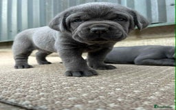 Cane Corso dogs for sale: Cane corso pups - Image 3