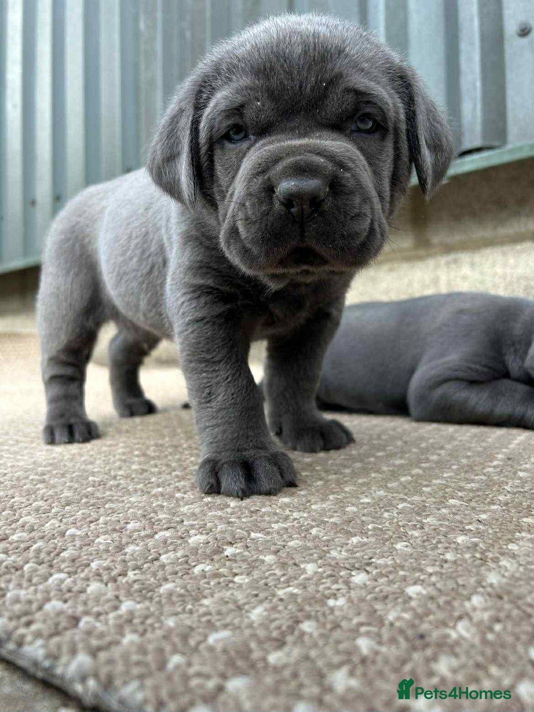 Cane Corso dogs for sale: Cane corso pups - Image 3