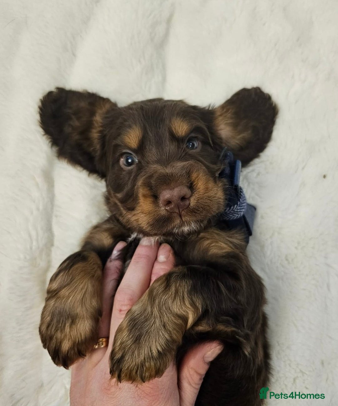 Cocker Spaniel dogs for sale: Litter of gorgeous cocker spaniel puppies  - Advert 28