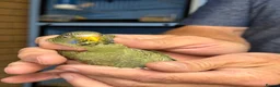 Budgerigars birds for sale: Black face black wings  in Dudley - Advert 9
