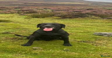 Labrador Retriever dogs - Advert 2