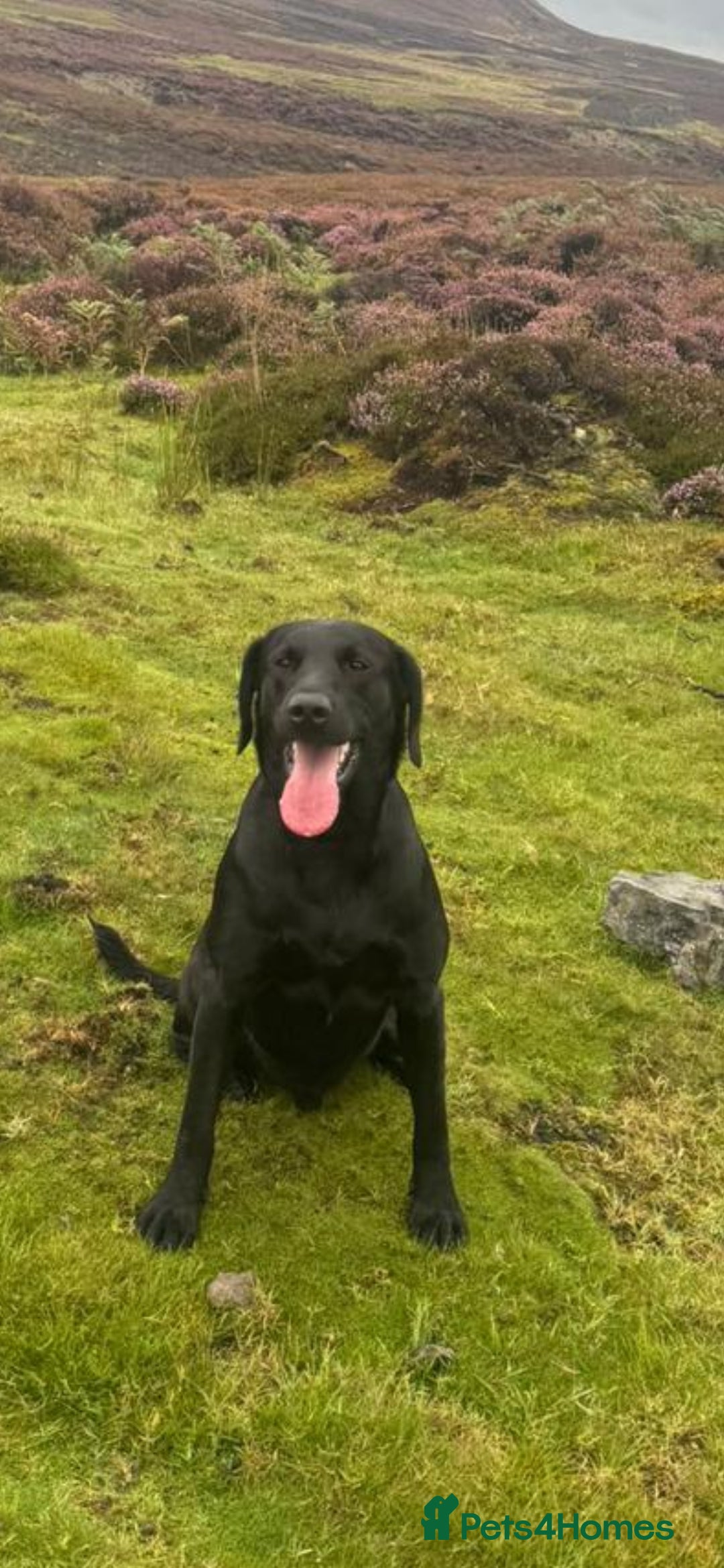 Labrador Retriever dogs for sale: Working Lab's  - Image 2